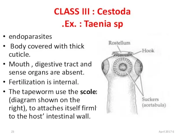 CLASS III : Cestoda Ex. : Taenia sp. endoparasites Body