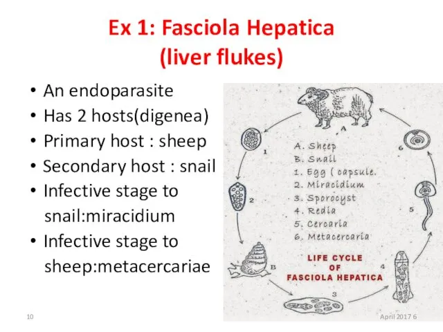 Ex 1: Fasciola Hepatica (liver flukes) An endoparasite Has 2