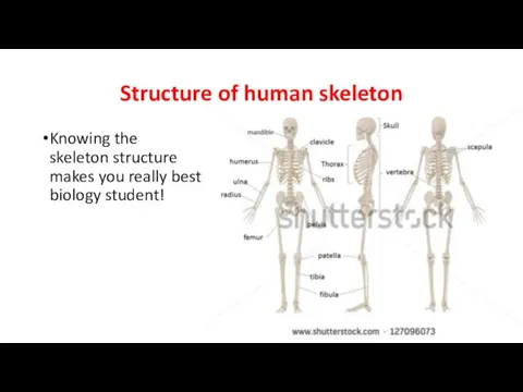 Structure of human skeleton Knowing the skeleton structure makes you really best biology student!
