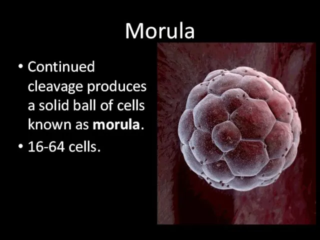 Morula Continued cleavage produces a solid ball of cells known as morula. 16-64 cells.