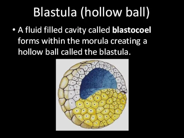 Blastula (hollow ball) A fluid filled cavity called blastocoel forms