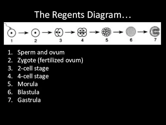 The Regents Diagram… Sperm and ovum Zygote (fertilized ovum) 2-cell stage 4-cell stage Morula Blastula Gastrula