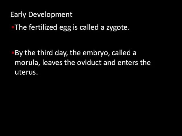 Early Development The fertilized egg is called a zygote. By