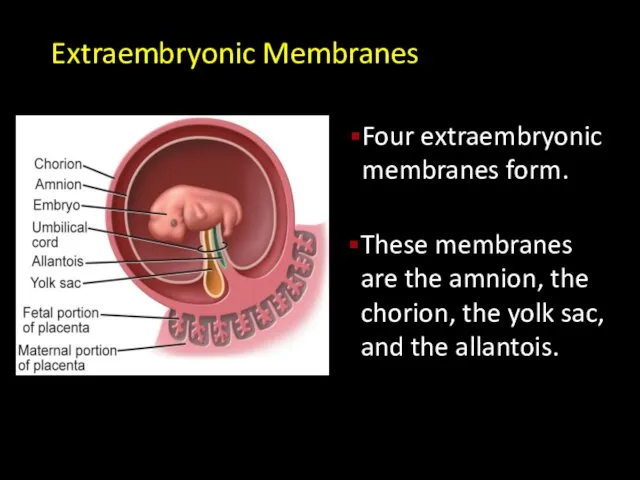 Extraembryonic Membranes Four extraembryonic membranes form. These membranes are the