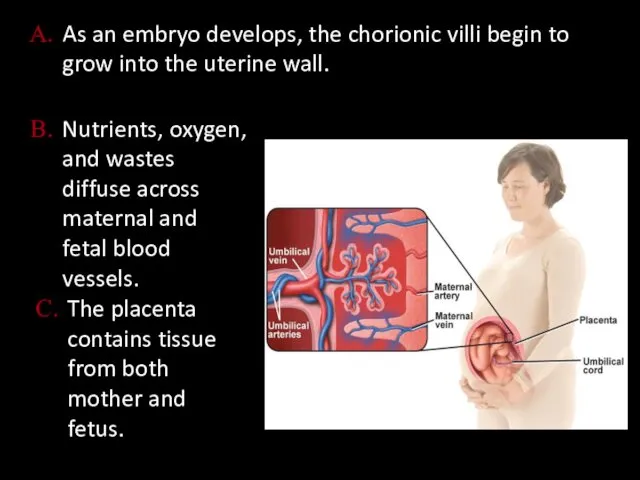 As an embryo develops, the chorionic villi begin to grow