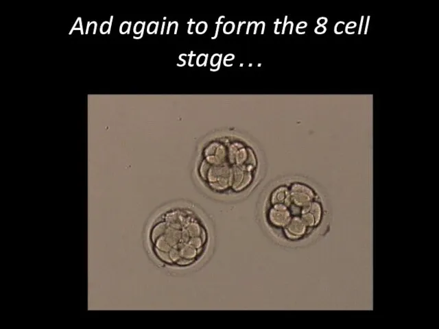 And again to form the 8 cell stage…