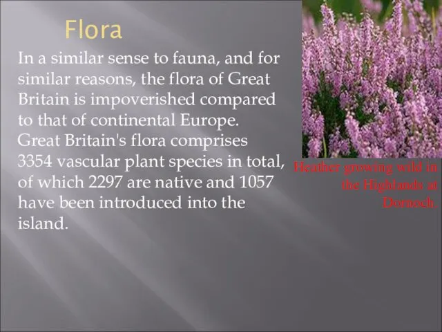Flora In a similar sense to fauna, and for similar