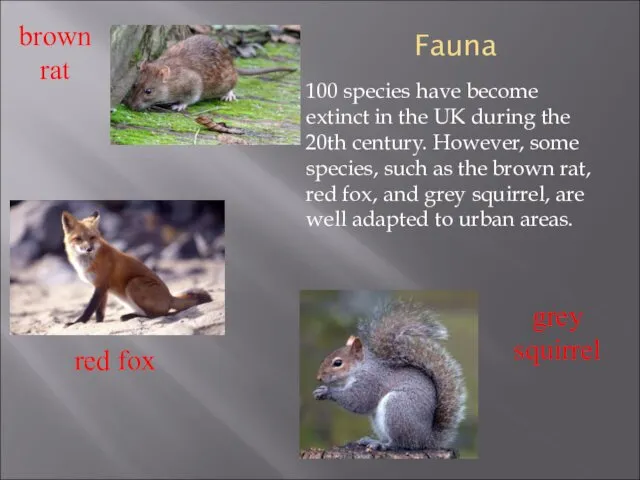 Fauna 100 species have become extinct in the UK during the 20th century.