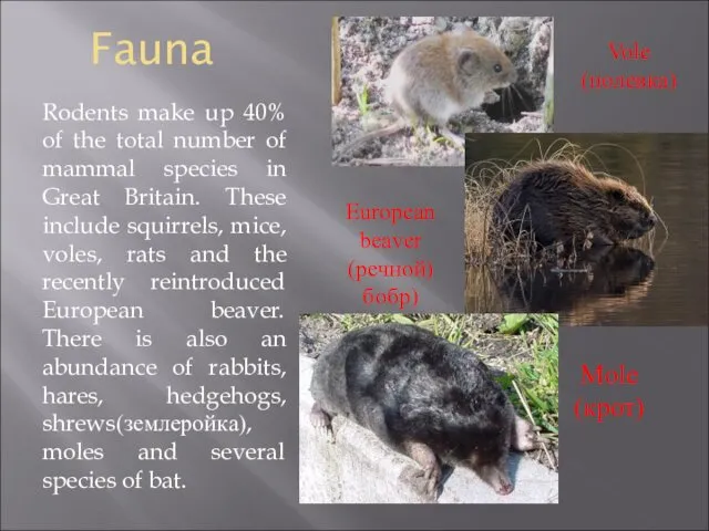 Fauna Rodents make up 40% of the total number of mammal species in