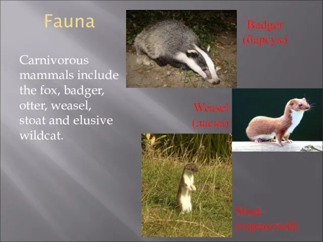 Fauna Carnivorous mammals include the fox, badger, otter, weasel, stoat