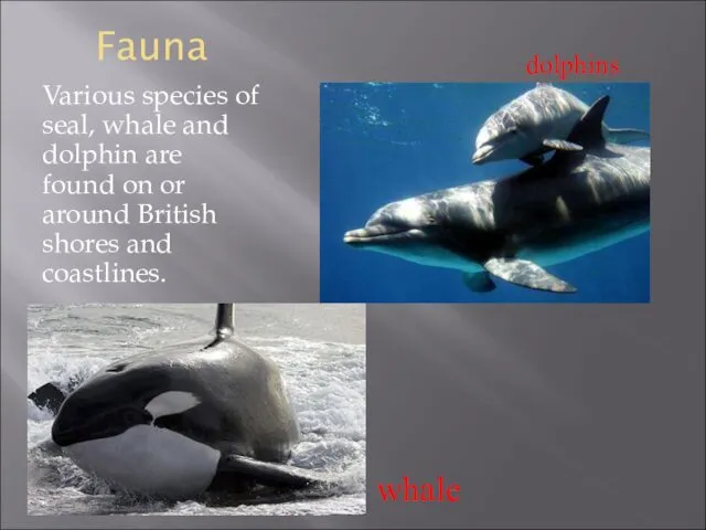Fauna Various species of seal, whale and dolphin are found on or around