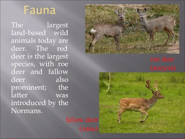 Fauna The largest land-based wild animals today are deer. The red deer is