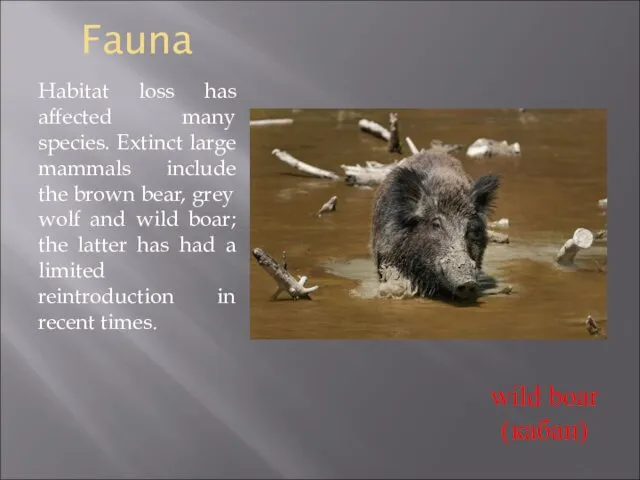 Fauna Habitat loss has affected many species. Extinct large mammals include the brown
