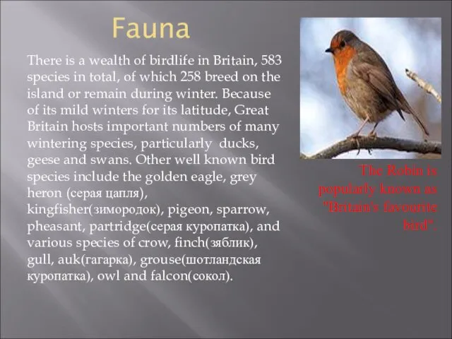 Fauna There is a wealth of birdlife in Britain, 583