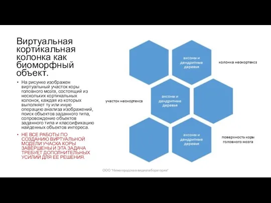 Виртуальная кортикальная колонка как биоморфный объект. На рисунке изображен виртуальный