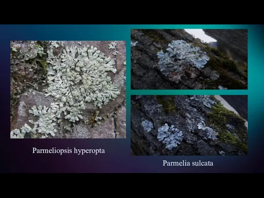 Parmelia sulcata Parmeliopsis hyperopta