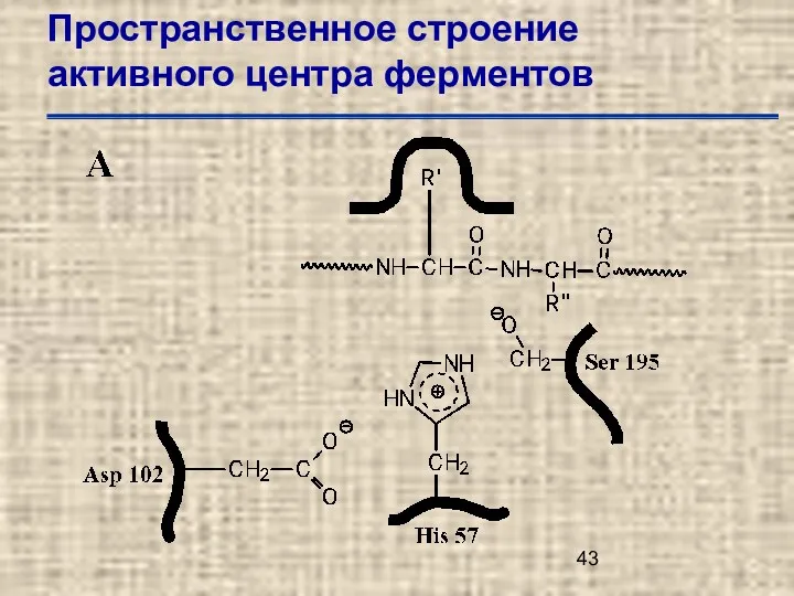 Пространственное строение активного центра ферментов