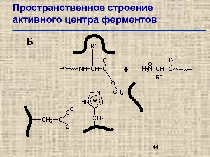 Пространственное строение активного центра ферментов