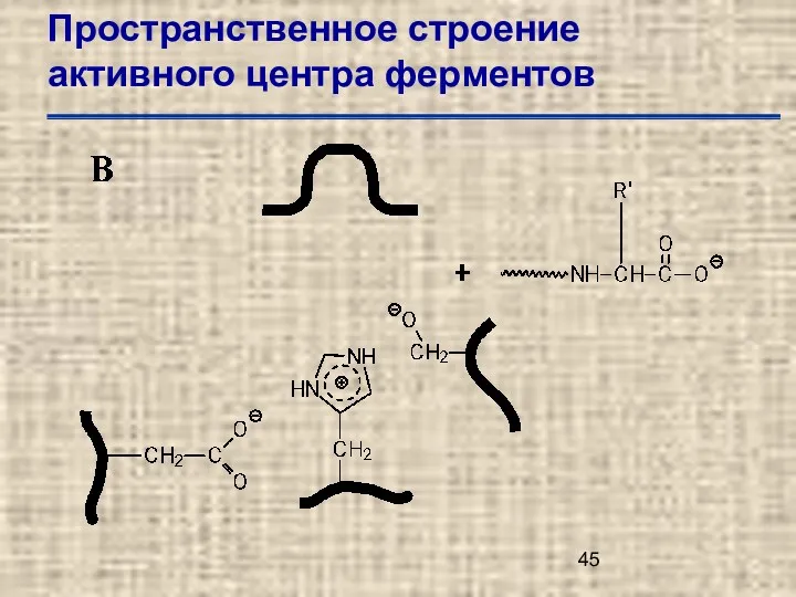 Пространственное строение активного центра ферментов