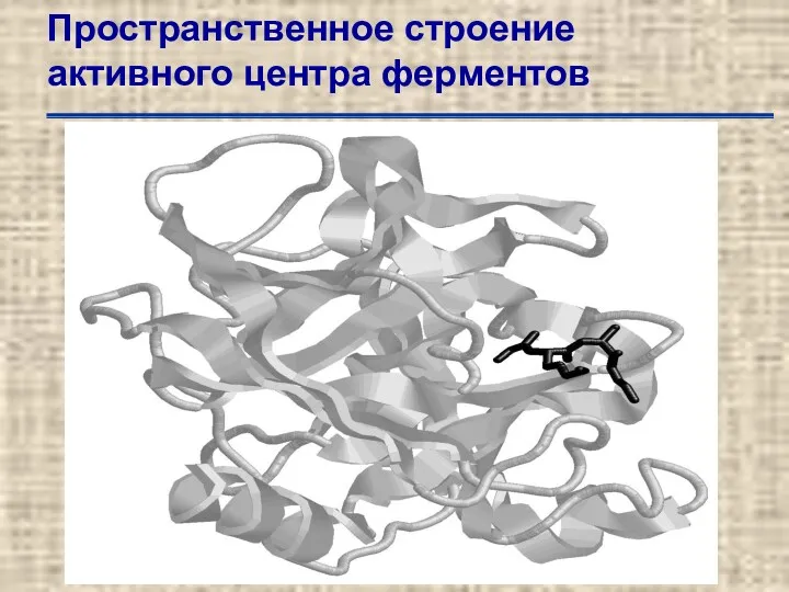 Пространственное строение активного центра ферментов