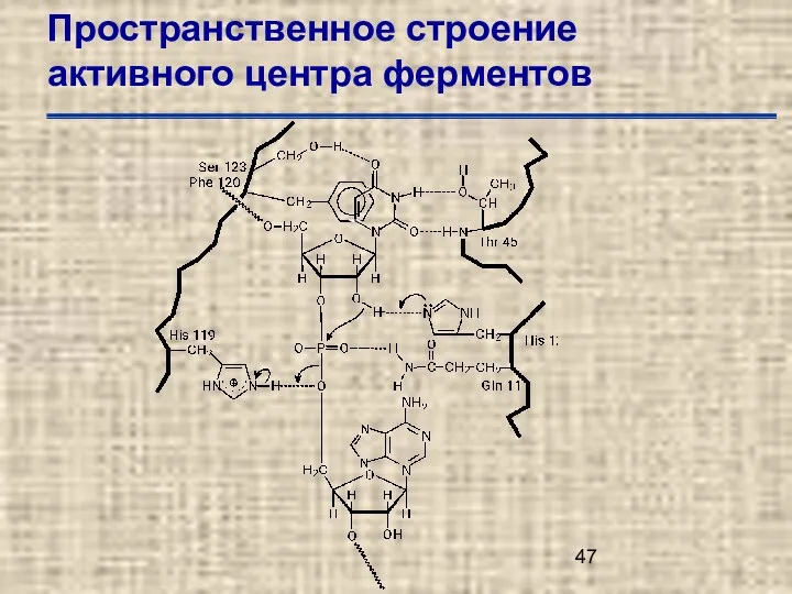 Пространственное строение активного центра ферментов