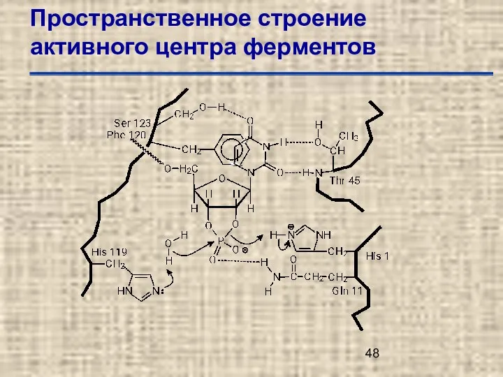 Пространственное строение активного центра ферментов