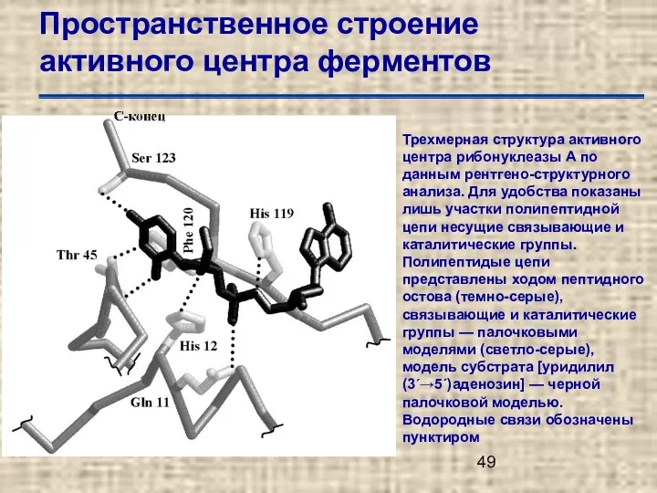 Пространственное строение активного центра ферментов Трехмерная структура активного центра рибонуклеазы