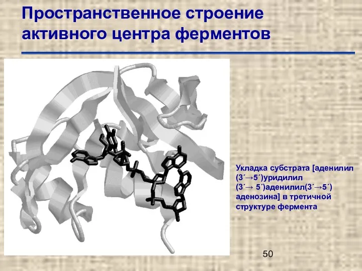 Пространственное строение активного центра ферментов Укладка субстрата [аденилил(3´→5´)уридилил (3´→ 5´)аденилил(3´→5´) аденозина] в третичной структуре фермента