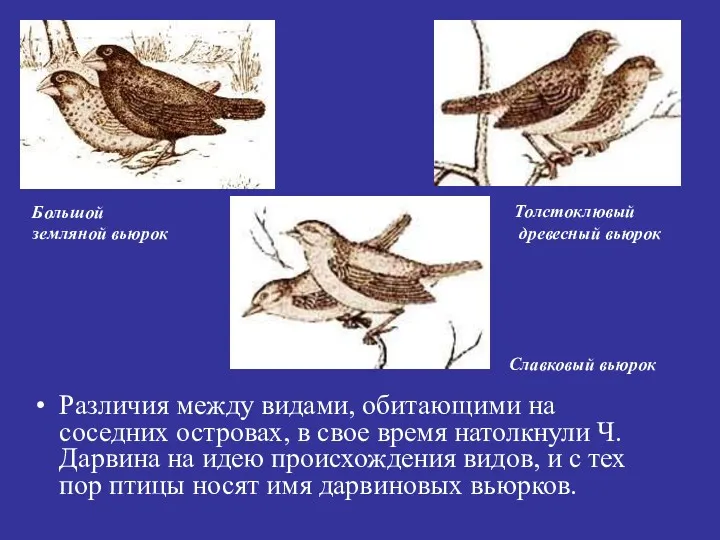 Различия между видами, обитающими на соседних островах, в свое время