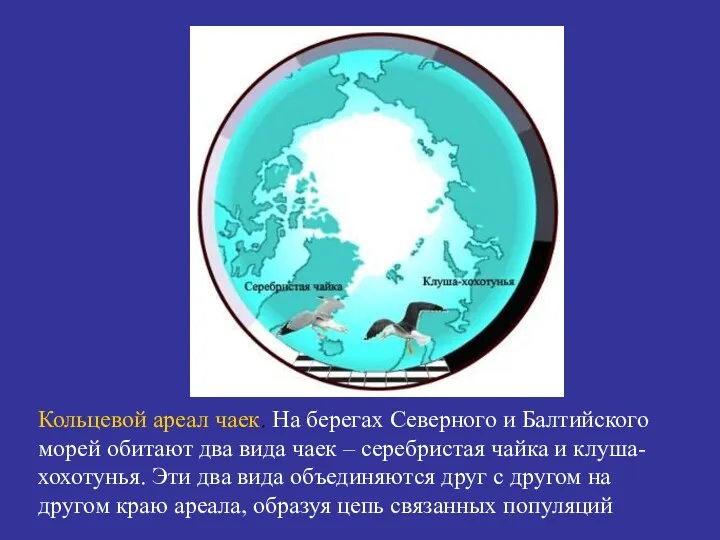 Кольцевой ареал чаек. На берегах Северного и Балтийского морей обитают