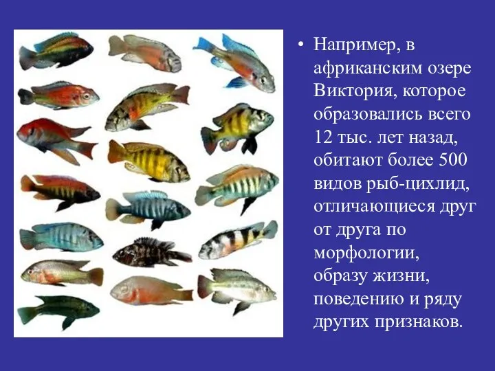 Например, в африканским озере Виктория, которое образовались всего 12 тыс.