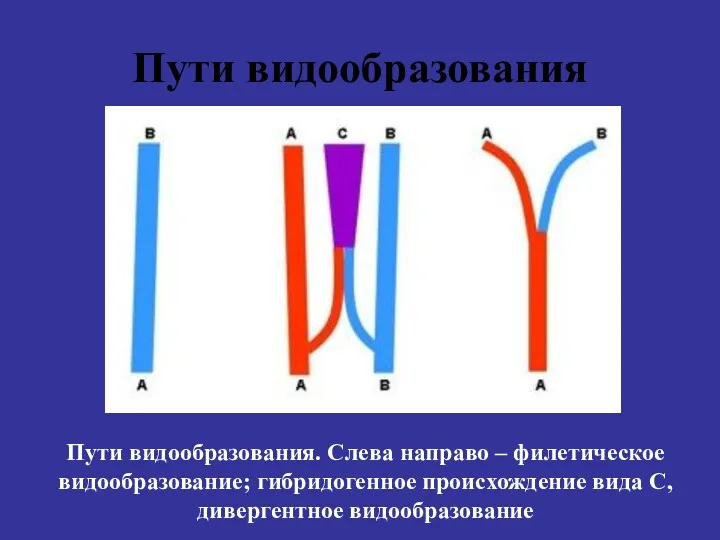 Пути видообразования Пути видообразования. Слева направо – филетическое видообразование; гибридогенное происхождение вида С, дивергентное видообразование