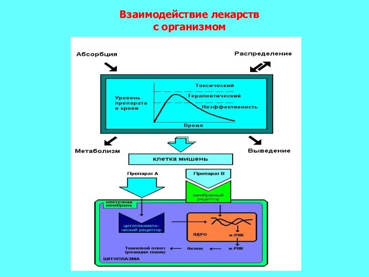 Взаимодействие лекарств с организмом