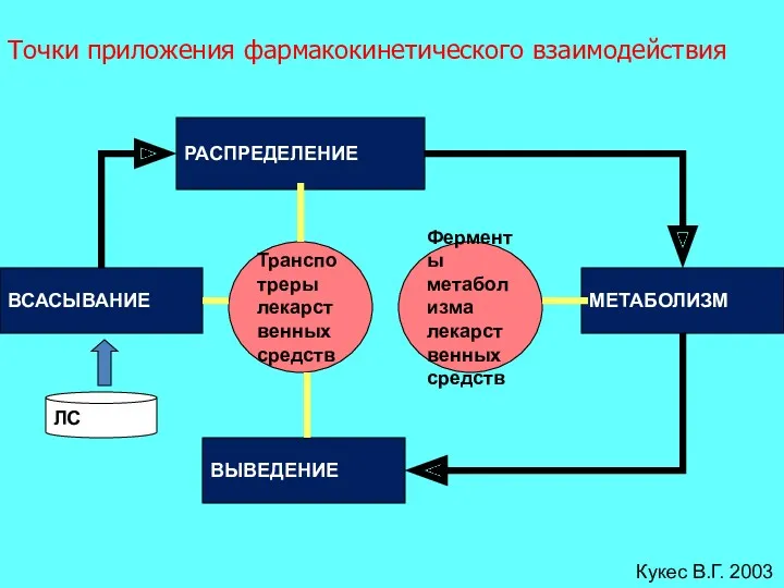 ВСАСЫВАНИЕ РАСПРЕДЕЛЕНИЕ МЕТАБОЛИЗМ ВЫВЕДЕНИЕ Транспотреры лекарственных средств Ферменты метаболизма лекарственных