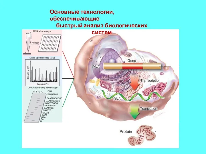 Основные технологии, обеспечивающие быстрый анализ биологических систем