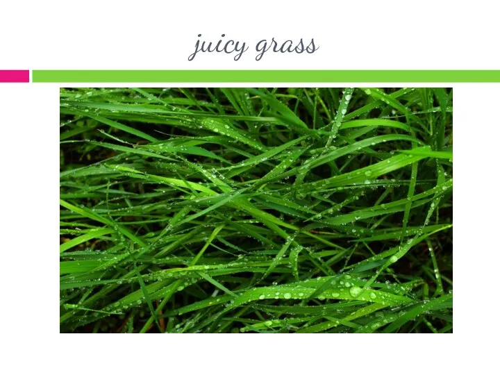 juicy grass