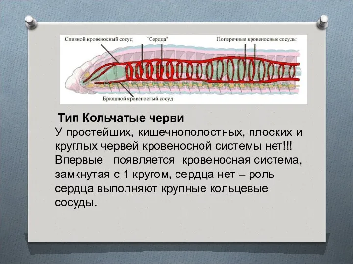 Эволюция кровеносной системы Тип Кольчатые черви У простейших, кишечнополостных, плоских