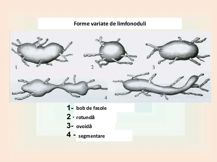 ovoidă Forme variate de limfonoduli bob de fasole rotundă segmentare