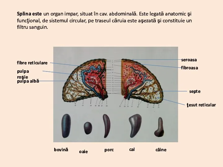 Splina este un organ impar, situat în cav. abdominală. Este