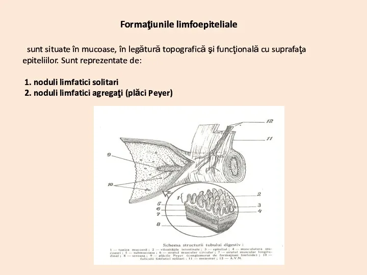 Formaţiunile limfoepiteliale sunt situate în mucoase, în legătură topografică şi