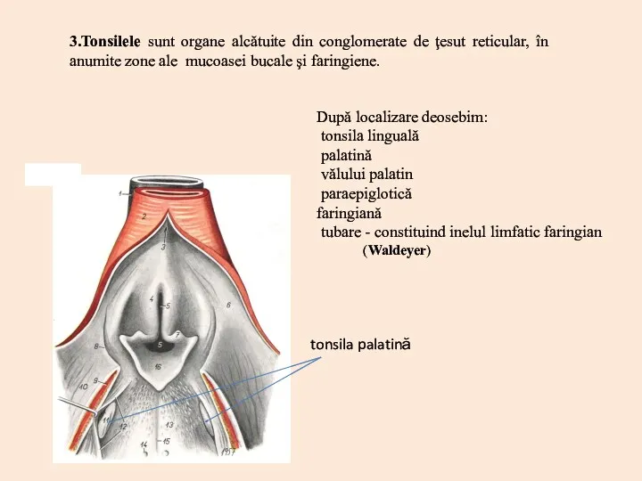 După localizare deosebim: tonsila linguală palatină vălului palatin paraepiglotică faringiană