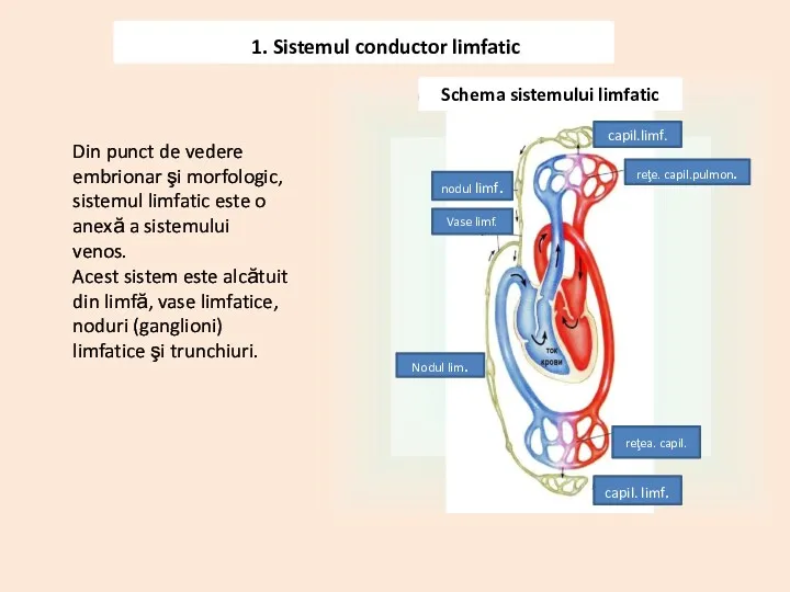 1. Sistemul conductor limfatic Din punct de vedere embrionar şi