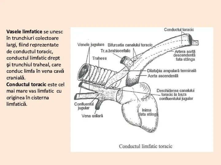 Vasele limfatice se unesc în trunchiuri colectoare largi, fiind reprezentate