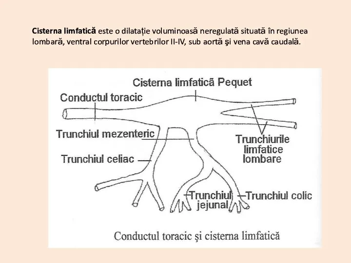 Cisterna limfatică este o dilatație voluminoasă neregulată situată în regiunea