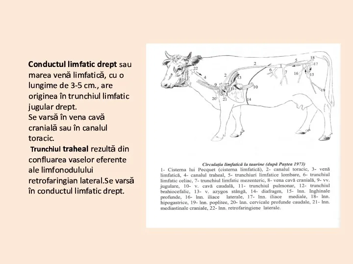 Conductul limfatic drept sau marea venă limfatică, cu o lungime