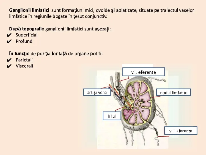 Ganglionii limfatici sunt formaţiuni mici, ovoide şi aplatizate, situate pe