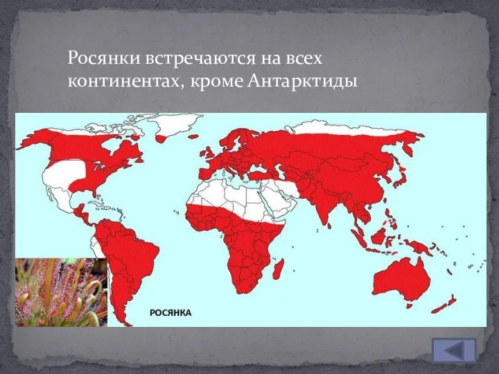 Росянки встречаются на всех континентах, кроме Антарктиды