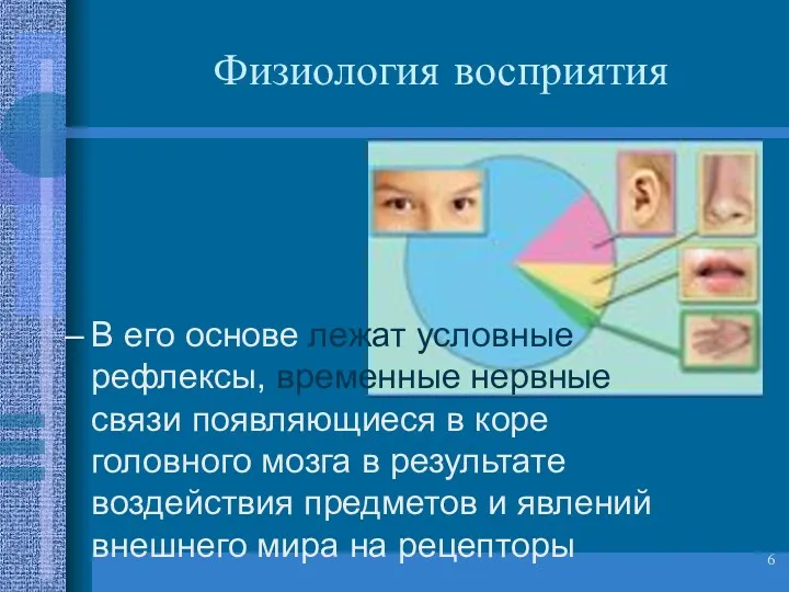 Физиология восприятия В его основе лежат условные рефлексы, временные нервные