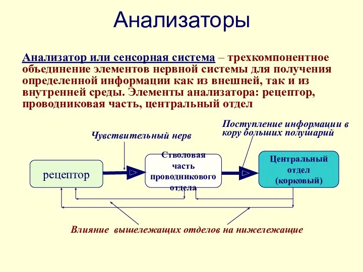 Анализаторы Анализатор или сенсорная система – трехкомпонентное объединение элементов нервной