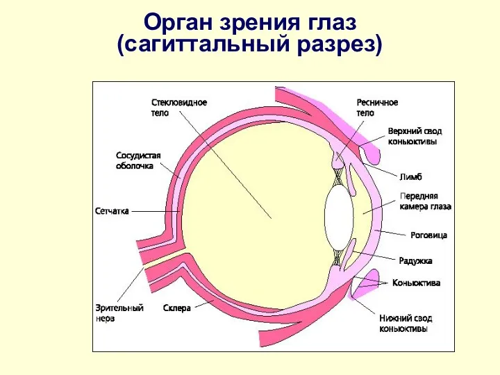 Орган зрения глаз (сагиттальный разрез)